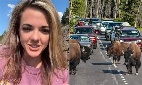 im.over.covid maylee|Gamorous Touron tries to grab a BISON in Yellowstone